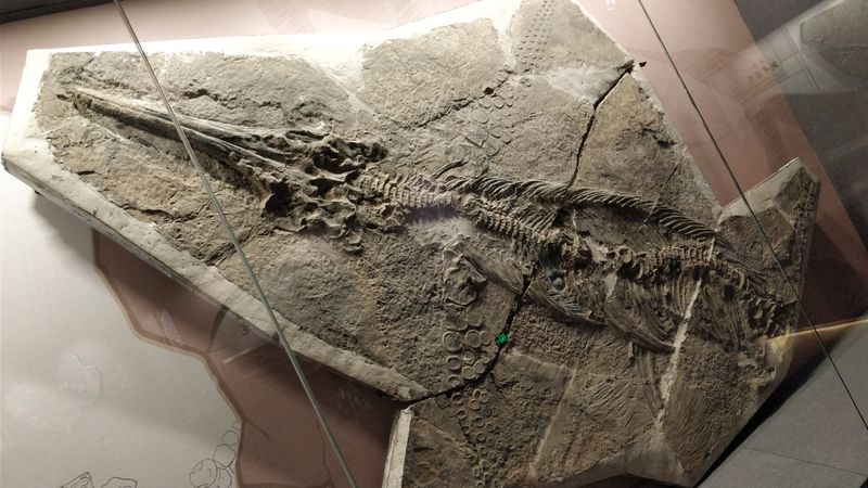 Guizhouichthyosaurus — Reptiles marins