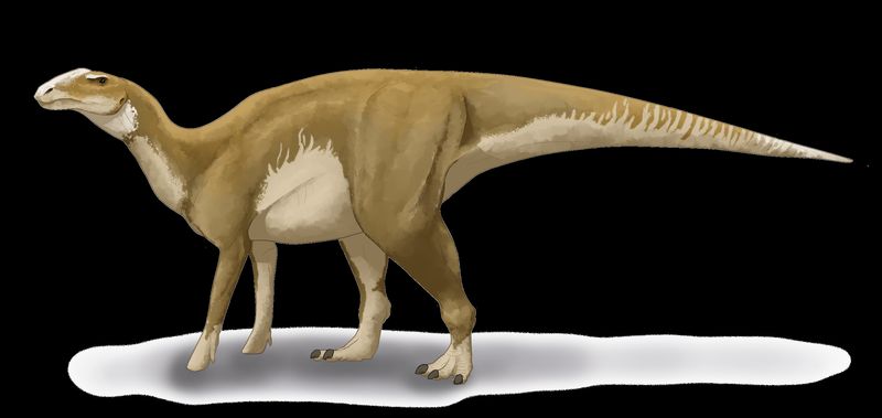 hadrosaurus — Autres ornithischiens