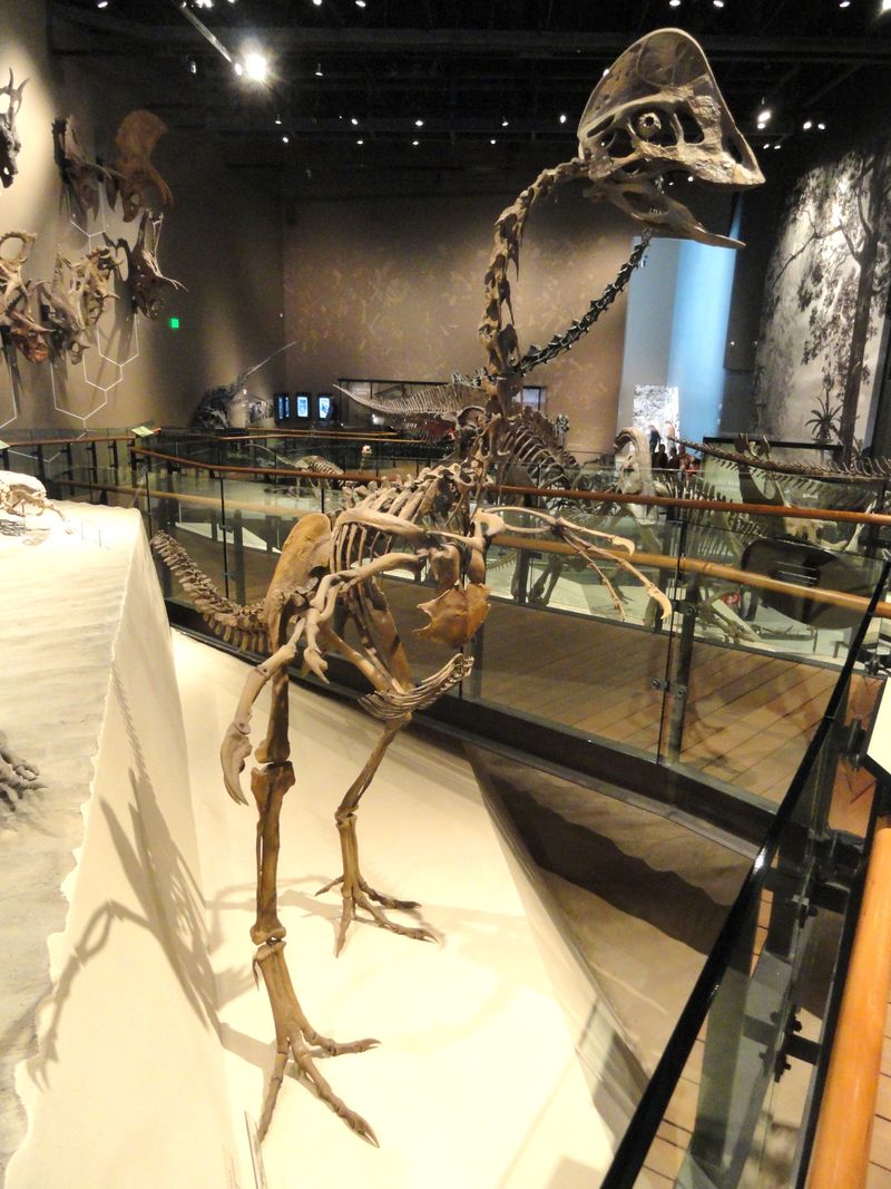 Hagryphus — Théropodes