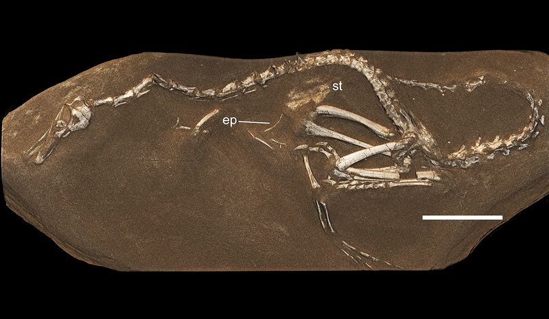 Halszkaraptor — Théropodes