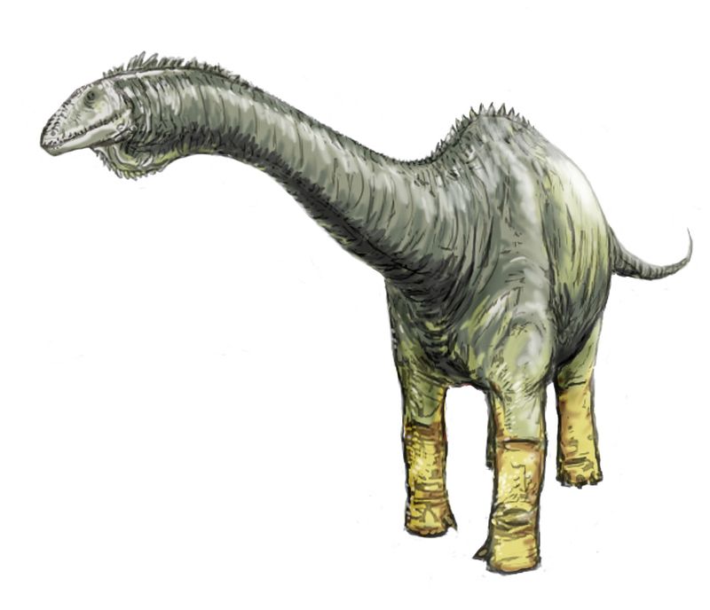 Haplocanthosaurus — Autres saurischiens
