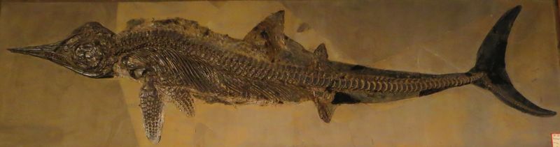 Hauffiopteryx typicus — Reptiles marins