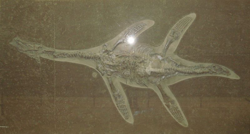 Hauffiosaurus — Reptiles marins