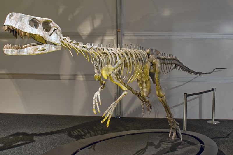 Herrerasaurus — Autres saurischiens
