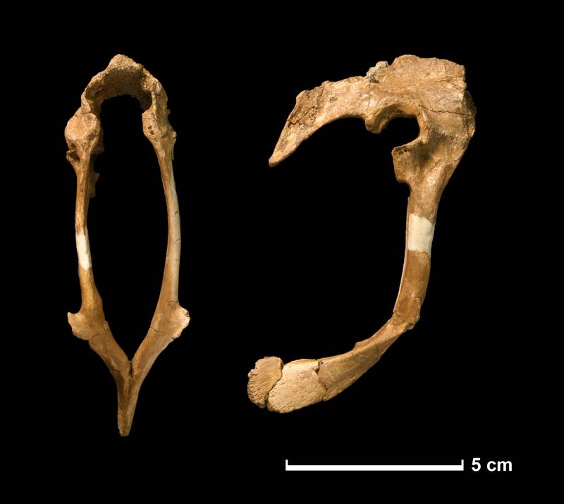 Hesperonychus — Théropodes