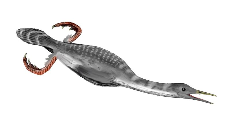Hesperornis — Autres