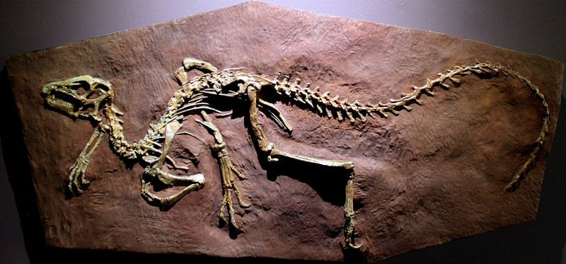 Heterodontosaurus — Autres ornithischiens