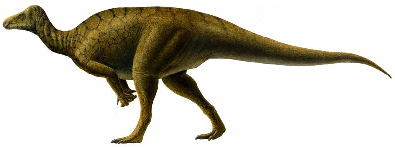Hippodraco — Autres ornithischiens