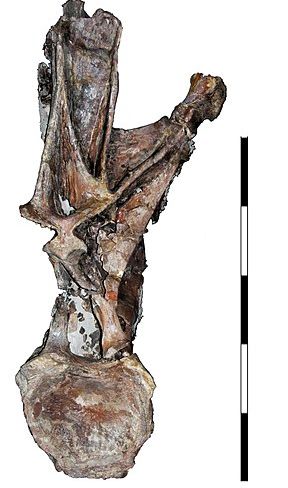 Histriasaurus — Autres saurischiens