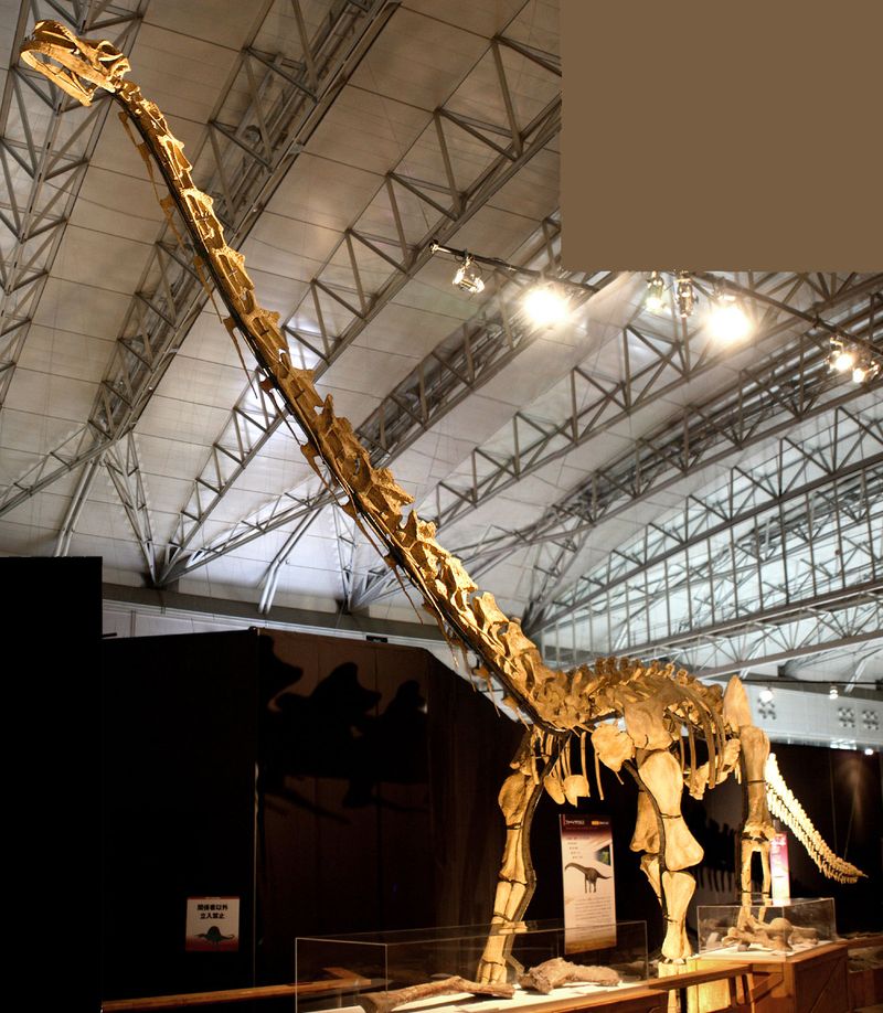 Huabeisaurus — Autres saurischiens