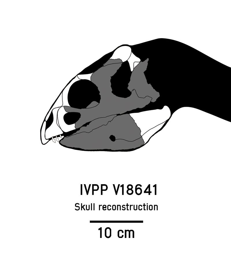 Hualianceratops — Autres ornithischiens