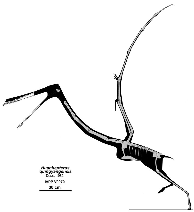 Huanhepterus — Ptérosaures