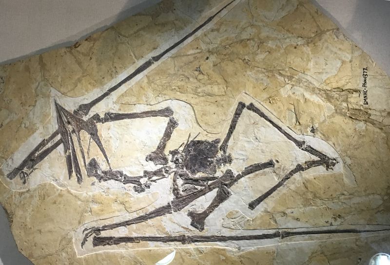 Huaxiapterus — Ptérosaures