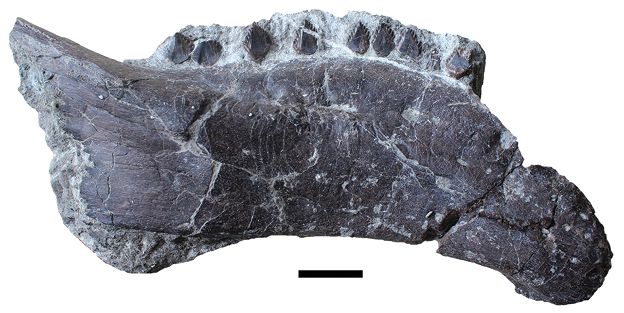 Hungarosaurus — Autres ornithischiens