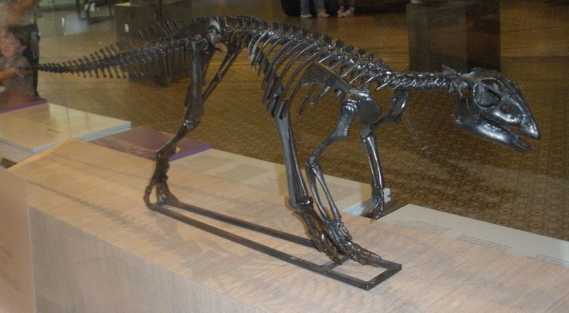 Hypsilophodon — Autres ornithischiens