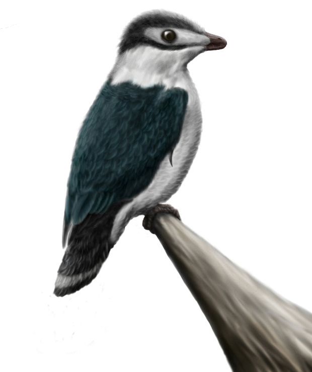 Iberomesornis romerali — Autres