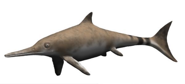Ichthyosaurus — Reptiles marins