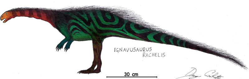 Ignavusaurus — Autres saurischiens