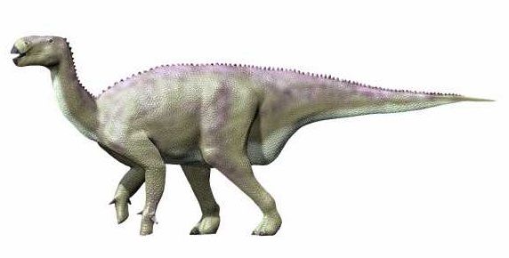 Iguanodon — Autres ornithischiens