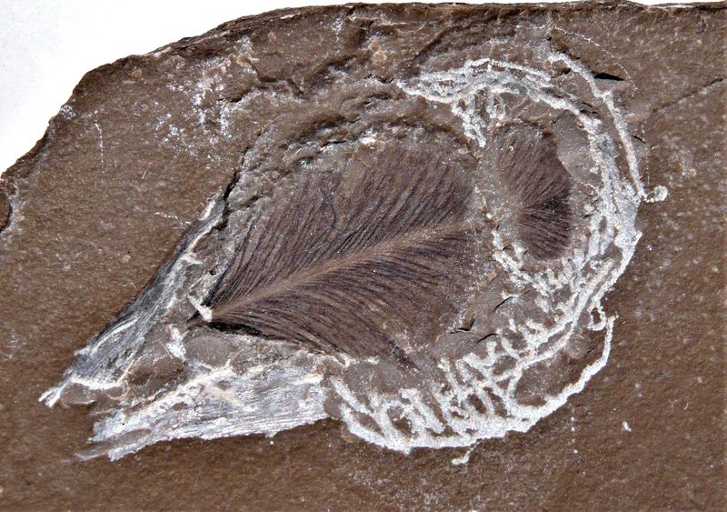 Ilerdopteryx viai — Autres