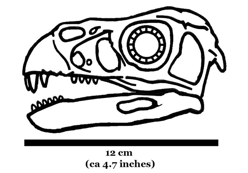 Incisivosaurus — Théropodes