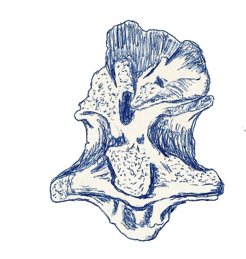 Indosaurus — Théropodes