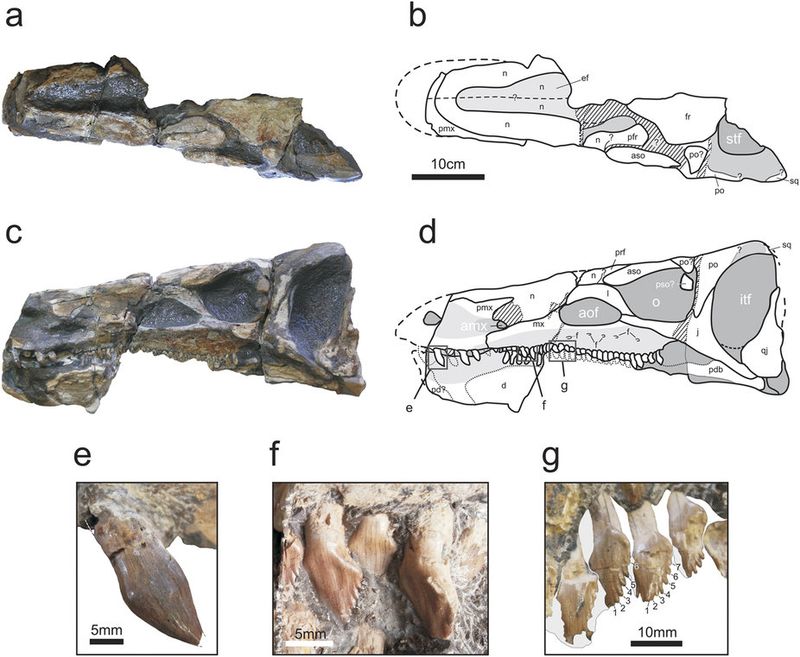 Isaberrysaura — Autres ornithischiens