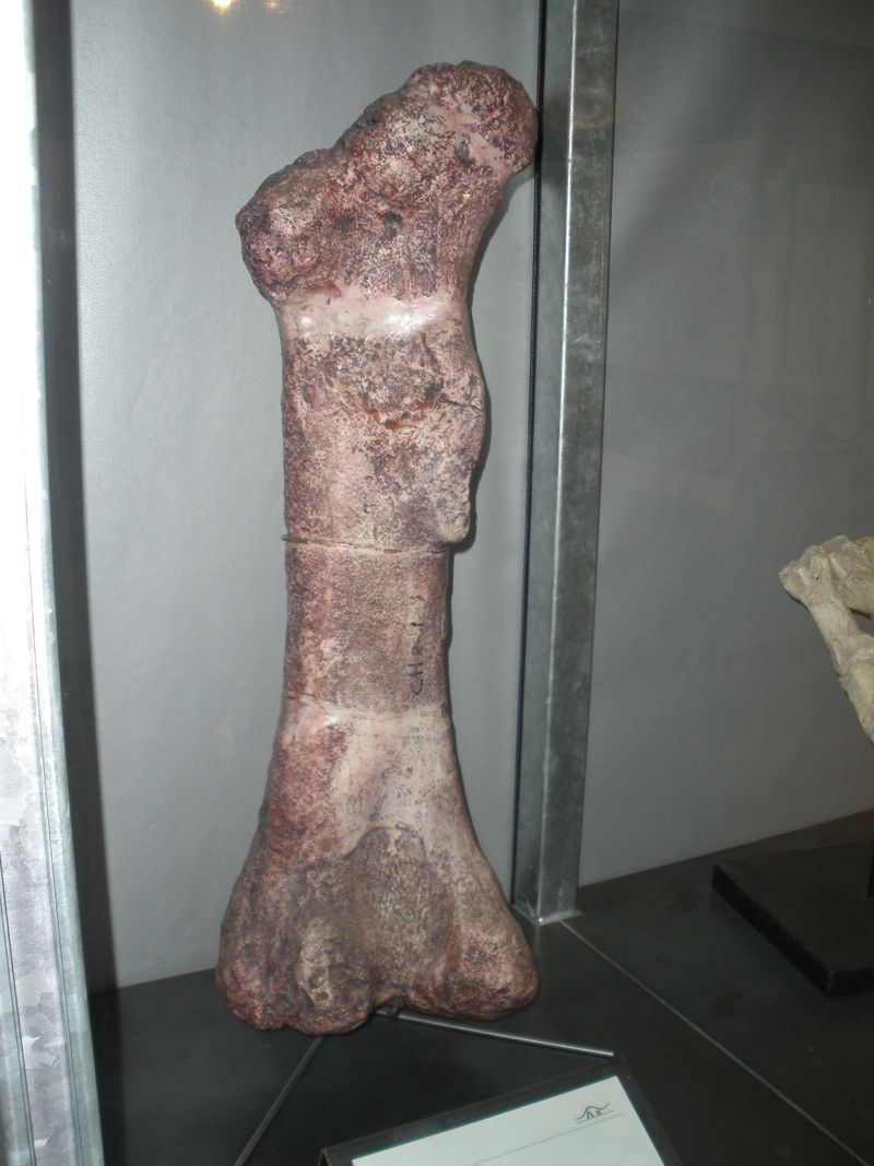 Isanosaurus — Autres saurischiens