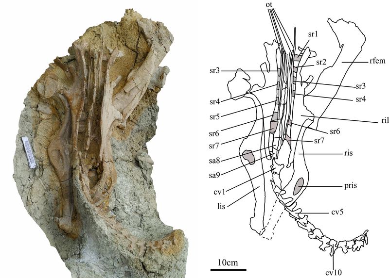 Ischioceratops — Autres ornithischiens