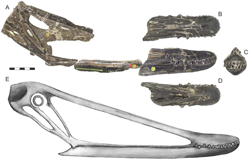 Istiodactylus — Ptérosaures