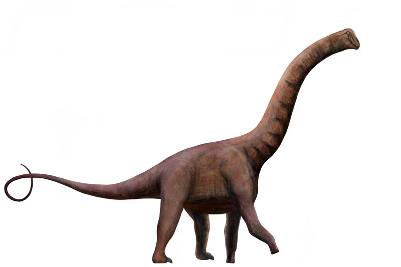 Jainosaurus — Autres saurischiens
