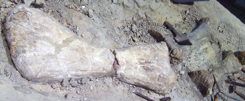 Janenschia — Autres saurischiens