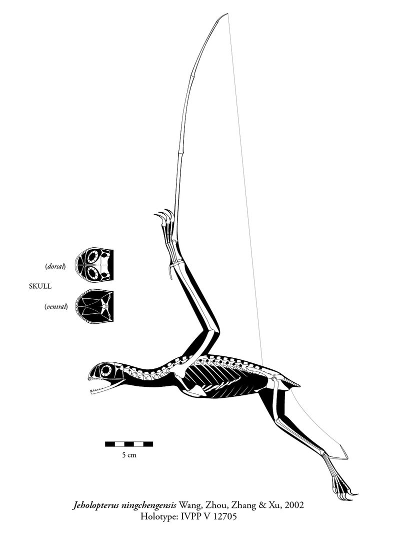 Jeholopterus — Ptérosaures