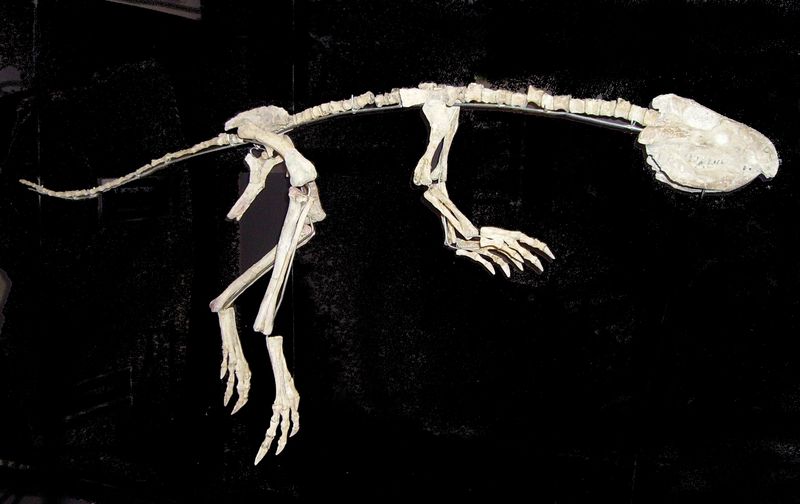 Jeholosaurus — Autres ornithischiens