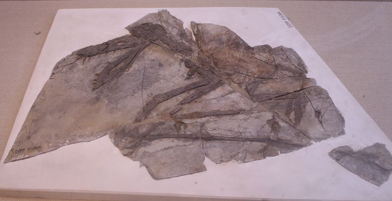 Jianchangnathus — Ptérosaures