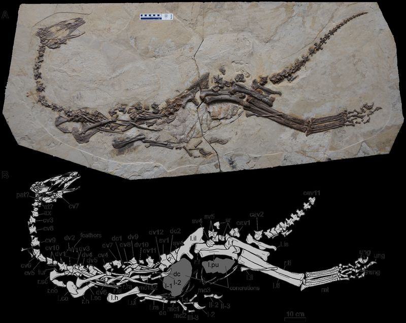 Jianchangosaurus — Théropodes