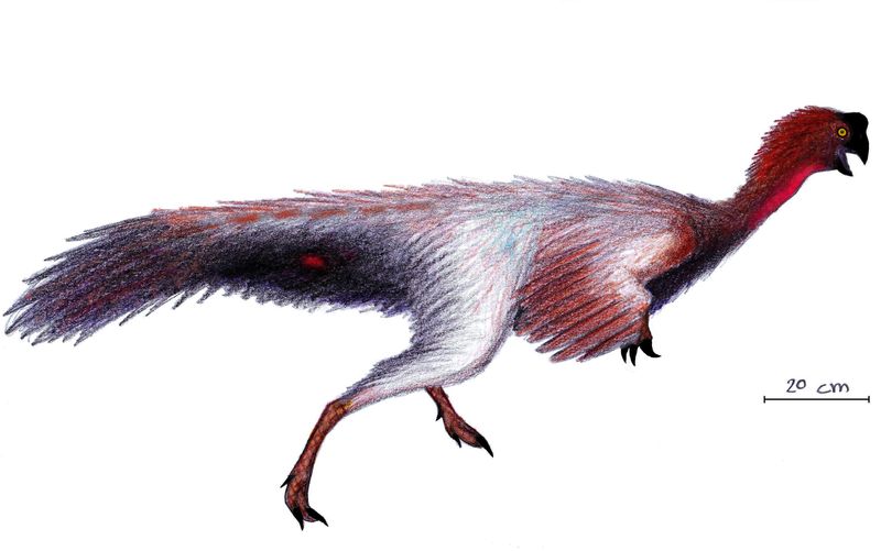 Jiangxisaurus — Théropodes
