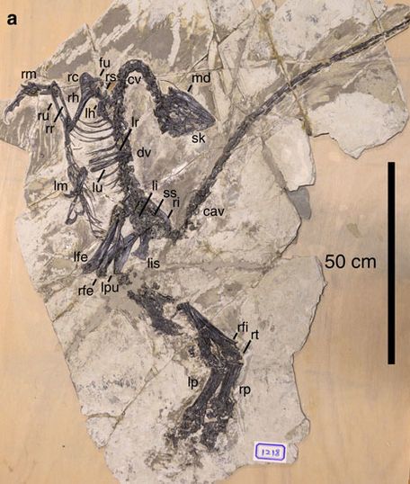 Jianianhualong — Théropodes