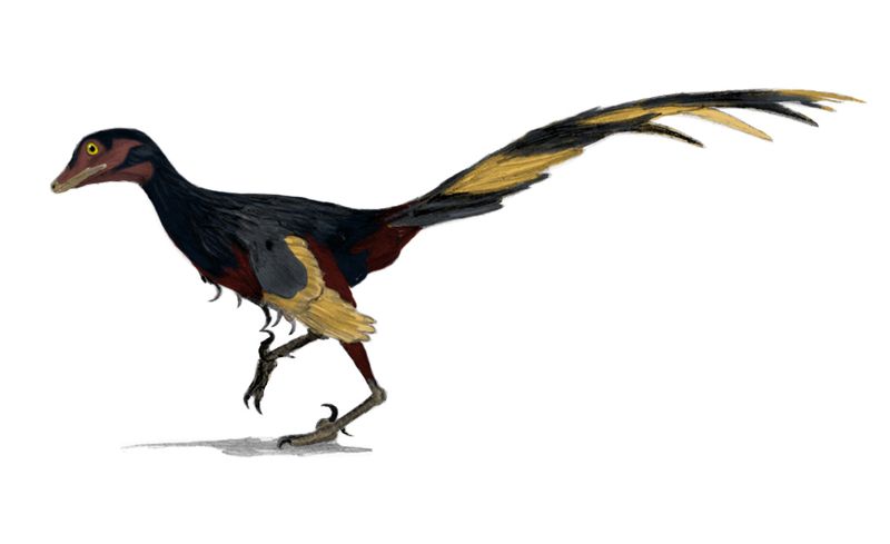 Jinfengopteryx — Théropodes