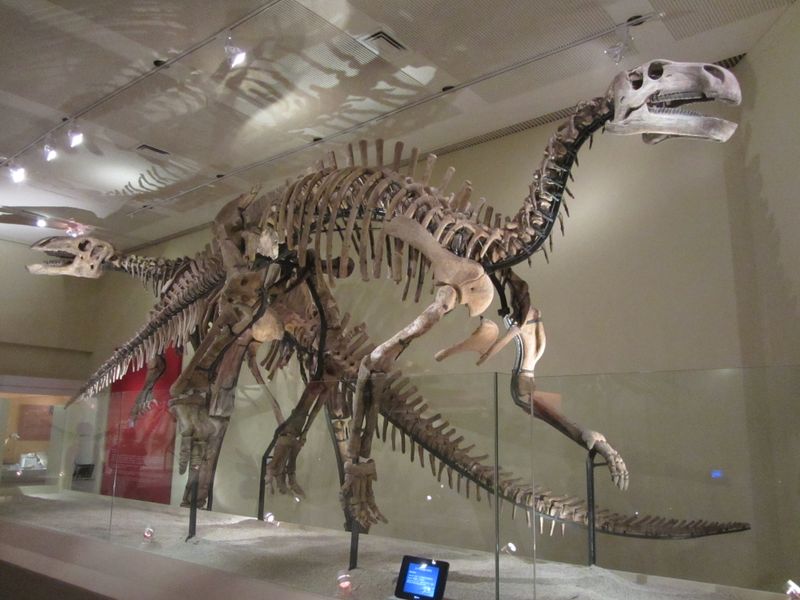 Jintasaurus — Autres ornithischiens