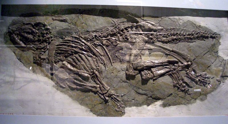 Jinzhousaurus — Autres ornithischiens