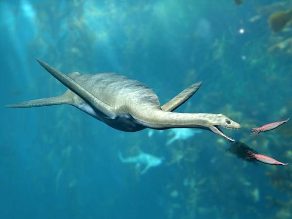 Kaiwhekea — Reptiles marins