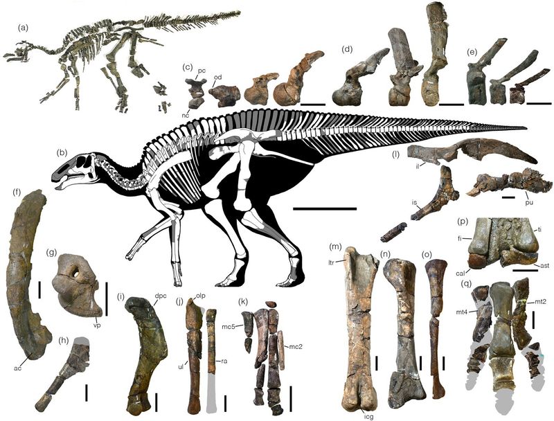 Kamuysaurus — Autres ornithischiens