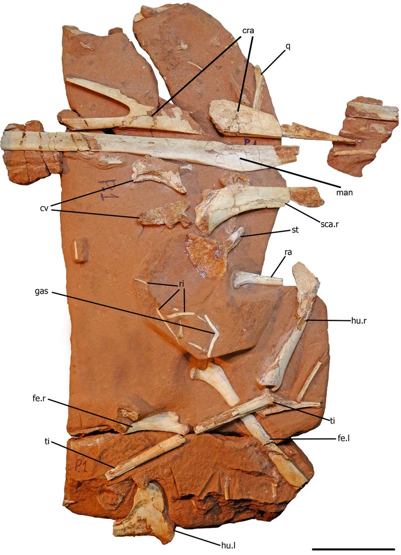 Keresdrakon vilsoni — Ptérosaures