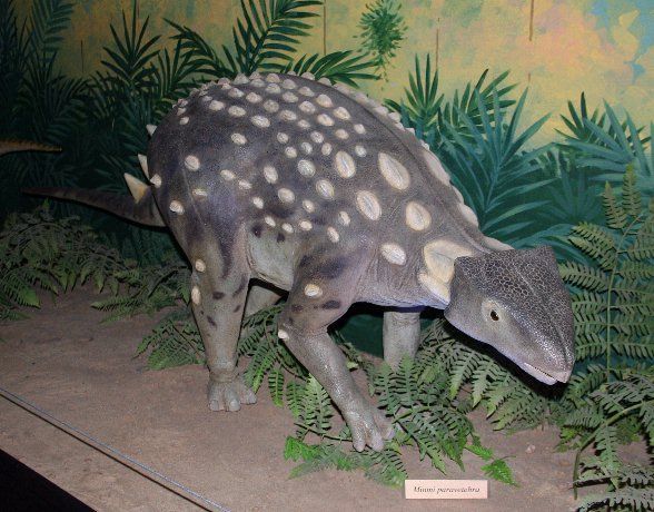 Kunbarrasaurus — Autres ornithischiens