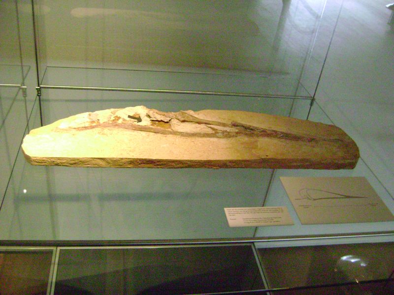 Lacusovagus — Ptérosaures