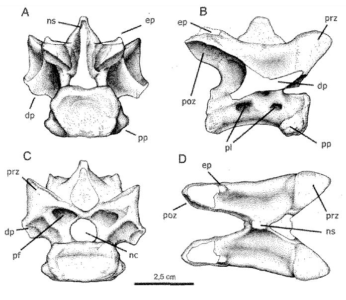 Laevisuchus — Théropodes