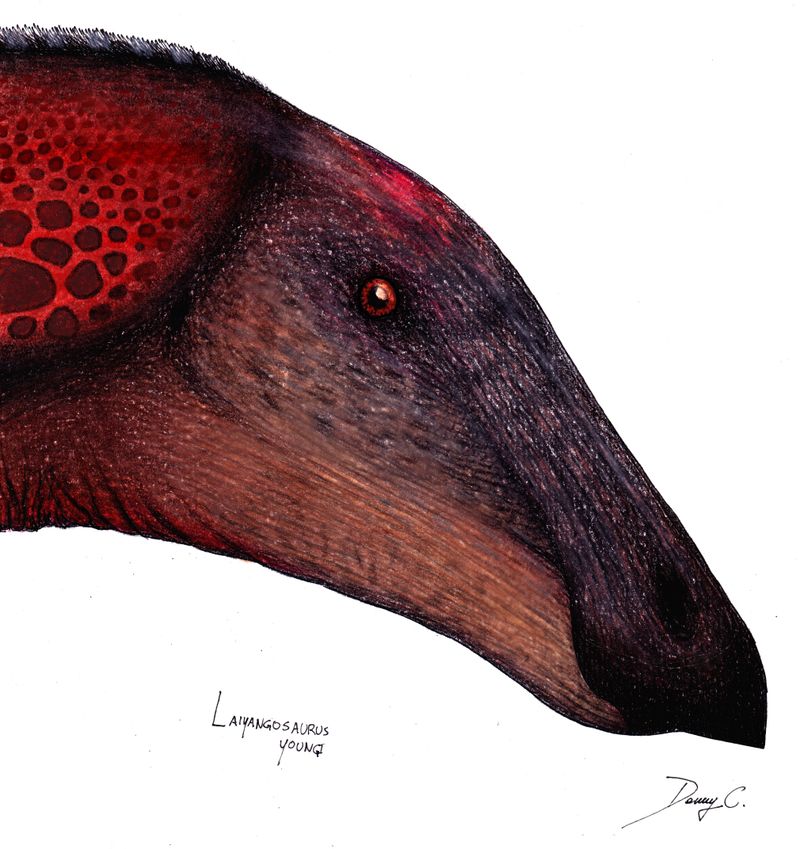 Laiyangosaurus — Autres ornithischiens