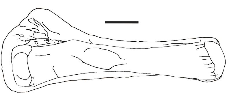 Laplatasaurus — Autres saurischiens