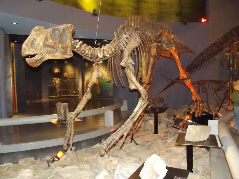 Latirhinus — Autres ornithischiens